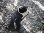 Click on one of the size names above to enlarge this image Click on one of the size names above to enlarge this image