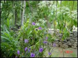 Click on one of the size names above to enlarge this image Click on one of the size names above to enlarge this image