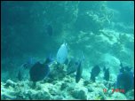 Click on one of the size names above to enlarge this image Click on one of the size names above to enlarge this image