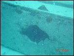 Click on one of the size names above to enlarge this image Click on one of the size names above to enlarge this image