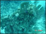 Click on one of the size names above to enlarge this image Click on one of the size names above to enlarge this image