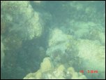 Click on one of the size names above to enlarge this image Click on one of the size names above to enlarge this image