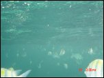 Click on one of the size names above to enlarge this image Click on one of the size names above to enlarge this image