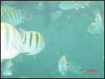 Click on one of the size names above to enlarge this image Click on one of the size names above to enlarge this image