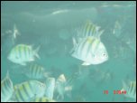 Click on one of the size names above to enlarge this image Click on one of the size names above to enlarge this image