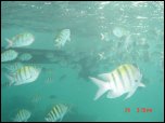 Click on one of the size names above to enlarge this image Click on one of the size names above to enlarge this image