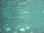 Click on one of the size names above to enlarge this image Click on one of the size names above to enlarge this image