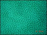 Click on one of the size names below to enlarge this image