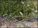 Click on one of the size names above to enlarge this image Click on one of the size names above to enlarge this image