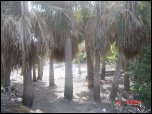 Click on one of the size names above to enlarge this image Click on one of the size names above to enlarge this image