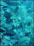 Click on one of the size names above to enlarge this image Click on one of the size names above to enlarge this image