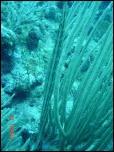 Click on one of the size names above to enlarge this image Click on one of the size names above to enlarge this image