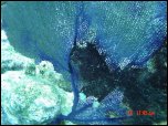 Click on one of the size names above to enlarge this image Click on one of the size names above to enlarge this image