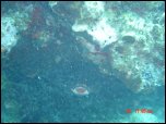 Click on one of the size names above to enlarge this image Click on one of the size names above to enlarge this image