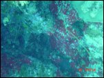 Click on one of the size names above to enlarge this image Click on one of the size names above to enlarge this image