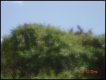 Click on one of the size names above to enlarge this image Click on one of the size names above to enlarge this image