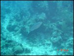 Click on one of the size names above to enlarge this image Click on one of the size names above to enlarge this image