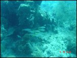 Click on one of the size names above to enlarge this image Click on one of the size names above to enlarge this image