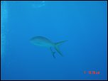 Click on one of the size names above to enlarge this image Click on one of the size names above to enlarge this image