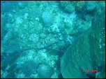 Click on one of the size names above to enlarge this image Click on one of the size names above to enlarge this image