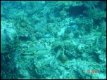 Click on one of the size names above to enlarge this image Click on one of the size names above to enlarge this image