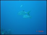 Click on one of the size names above to enlarge this image Click on one of the size names above to enlarge this image