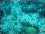 Click on one of the size names above to enlarge this image Click on one of the size names above to enlarge this image