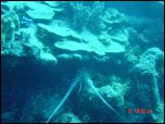 Click on one of the size names above to enlarge this image Click on one of the size names above to enlarge this image
