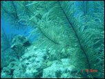 Click on one of the size names above to enlarge this image Click on one of the size names above to enlarge this image