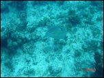 Click on one of the size names above to enlarge this image Click on one of the size names above to enlarge this image
