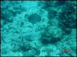 Click on one of the size names above to enlarge this image Click on one of the size names above to enlarge this image