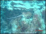 Click on one of the size names above to enlarge this image Click on one of the size names above to enlarge this image