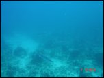 Click on one of the size names above to enlarge this image Click on one of the size names above to enlarge this image