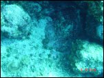 Click on one of the size names above to enlarge this image Click on one of the size names above to enlarge this image