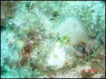 Click on one of the size names above to enlarge this image Click on one of the size names above to enlarge this image