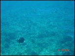 Click on one of the size names above to enlarge this image Click on one of the size names above to enlarge this image