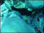 Click on one of the size names above to enlarge this image Click on one of the size names above to enlarge this image