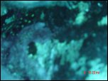 Click on one of the size names above to enlarge this image Click on one of the size names above to enlarge this image