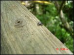 Click on one of the size names above to enlarge this image Click on one of the size names above to enlarge this image