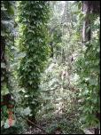 Click on one of the size names above to enlarge this image Click on one of the size names above to enlarge this image