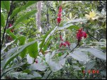 Click on one of the size names above to enlarge this image Click on one of the size names above to enlarge this image