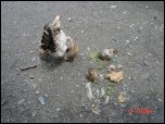 Click on one of the size names above to enlarge this image Click on one of the size names above to enlarge this image