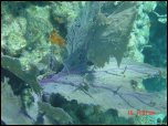 Click on one of the size names above to enlarge this image Click on one of the size names above to enlarge this image