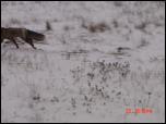Click on one of the size names above to enlarge this image Click on one of the size names above to enlarge this image