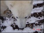 Click on one of the size names above to enlarge this image Click on one of the size names above to enlarge this image