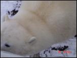Click on one of the size names above to enlarge this image Click on one of the size names above to enlarge this image