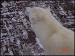 Click on one of the size names above to enlarge this image Click on one of the size names above to enlarge this image