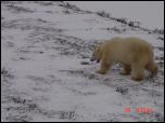 Click on one of the size names above to enlarge this image Click on one of the size names above to enlarge this image