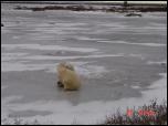 Click on one of the size names above to enlarge this image Click on one of the size names above to enlarge this image