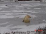 Click on one of the size names above to enlarge this image Click on one of the size names above to enlarge this image